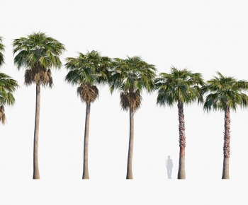 Modern Tree-ID:305171973