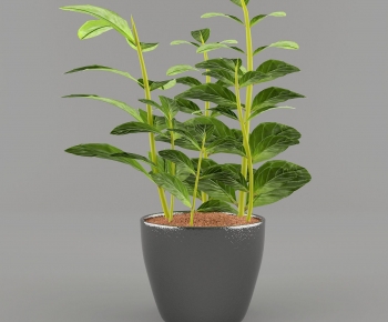 Modern Desktop Plant-ID:167093042