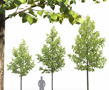 Modern Tree-ID:843880893