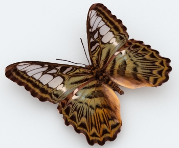 Modern Other Animals-ID:956994064