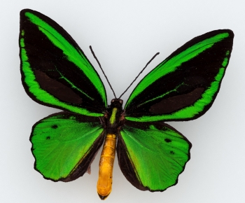 Modern Other Animals-ID:686592105