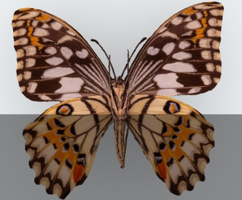 Modern Other Animals-ID:404128072