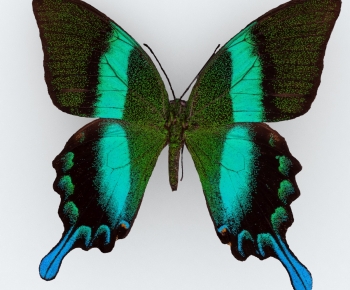 Modern Other Animals-ID:817707066