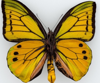 Modern Other Animals-ID:237502101