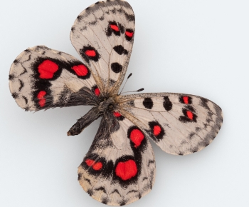 Modern Other Animals-ID:858798987