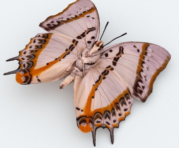 Modern Other Animals-ID:448620082