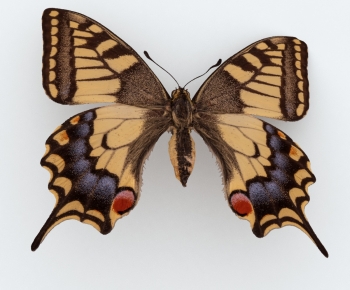 Modern Other Animals-ID:527405024