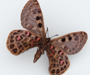 Modern Other Animals-ID:734190976