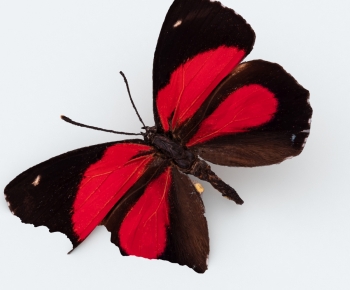 Modern Other Animals-ID:781203032