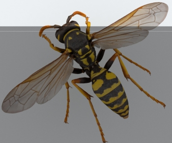 Modern Other Animals-ID:967143067