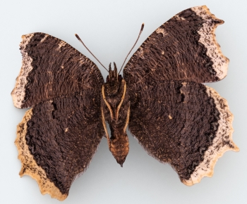 Modern Other Animals-ID:331079968