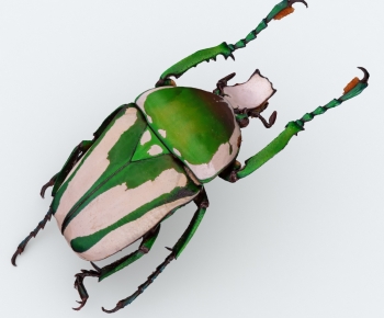 现代昆虫金龟子-ID:566232929