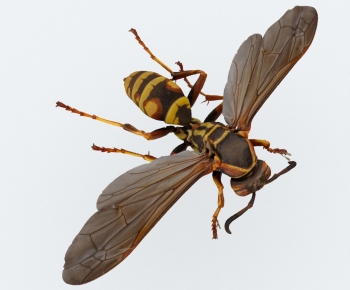 Modern Other Animals-ID:631521947