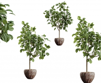 Modern Ground Green Plant Potted Plants-ID:239418989