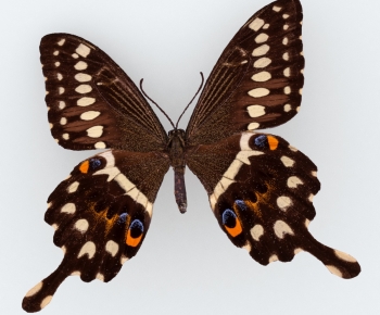 Modern Other Animals-ID:483491909