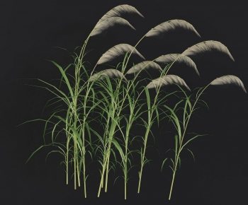 Modern The Grass-ID:125847109