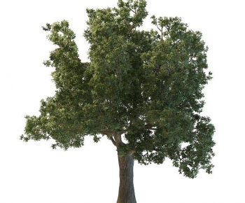 Modern Tree-ID:298748977