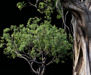 Modern Tree-ID:595117093