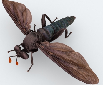 Modern Flying Animals-ID:644422052