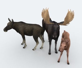 Modern Mammal-ID:491179945