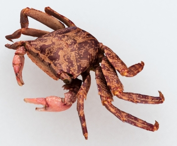 Modern Aquatic Animals-ID:179740918