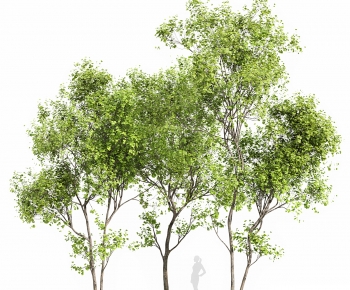 Modern Tree-ID:561410905