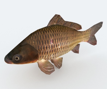 Modern Aquatic Animals-ID:498574023