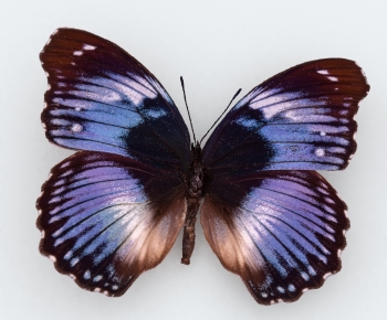 Modern Other Animals-ID:641756063