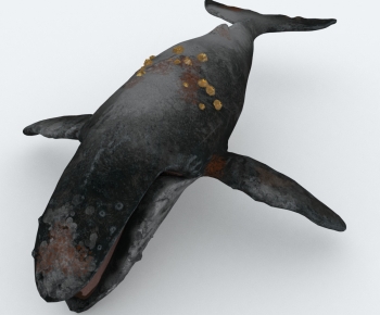 Modern Aquatic Animals-ID:537678009