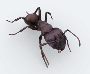 Modern Other Animals-ID:766369105