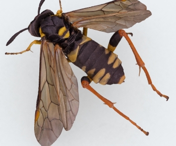 Modern Flying Animals-ID:157624012