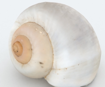 Modern Animal-ID:335875039