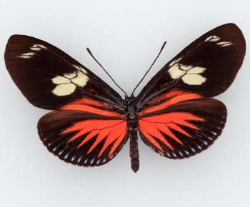 Modern Flying Animals-ID:391134021