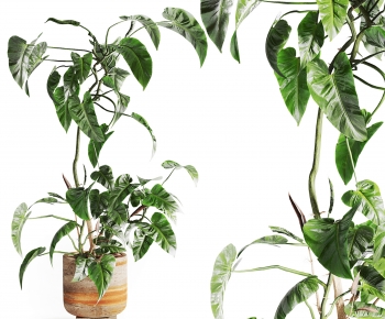 Modern Ground Green Plant Potted Plants-ID:196415909