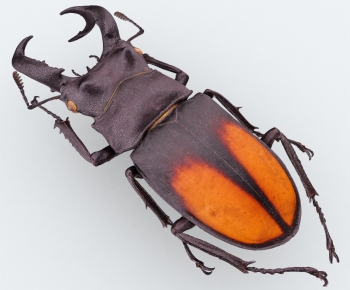 Modern Reptile-ID:763122081