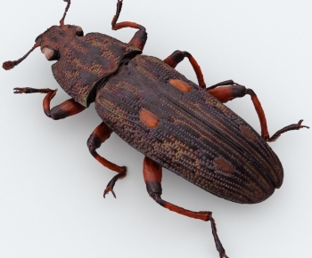 Modern Animal-ID:612397913