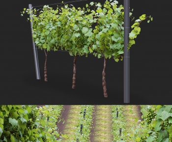 现代葡萄种植架-ID:991031895