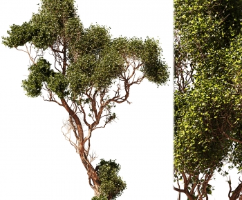 Modern Tree-ID:801516063