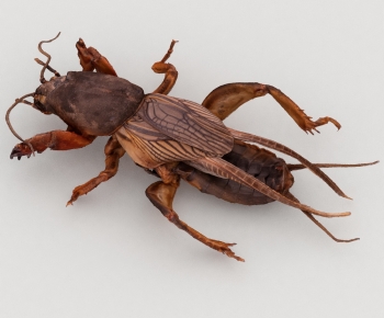 Modern Reptile-ID:609960081