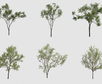 Modern Tree-ID:863374952