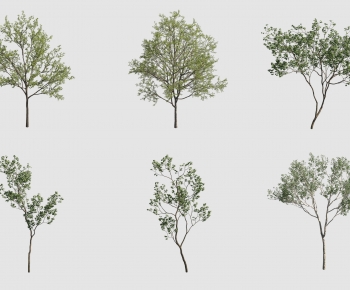 Modern Tree-ID:635700261