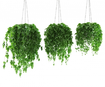 Modern Chlorophytum Comosum-ID:112638009