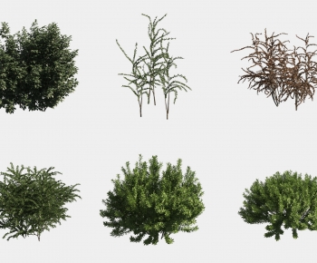 Modern Shrubbery-ID:441079171