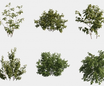 Modern Tree-ID:759777074