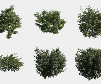 Modern Shrubbery-ID:818964965