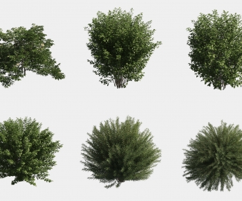 Modern Shrubbery-ID:225770572