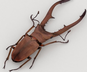 Modern Flying Animals-ID:139091037