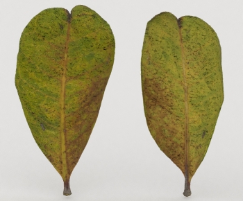 Modern Tree/shrub/grass-ID:686136969