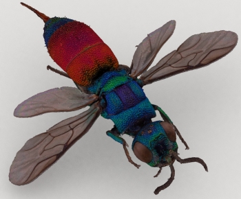 Modern Flying Animals-ID:766298064