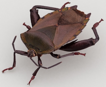 Modern Flying Animals-ID:565541984